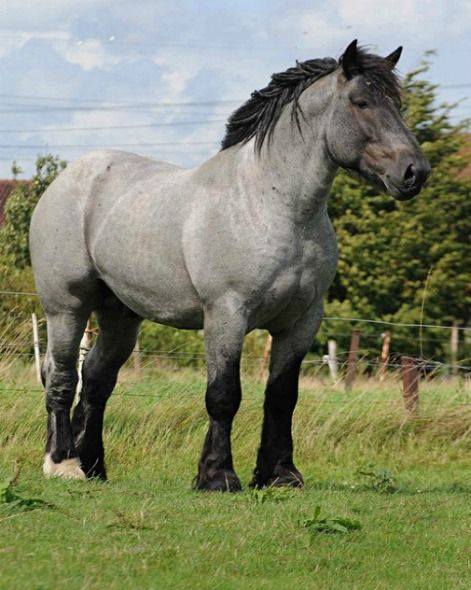 draft horses for sale uk